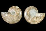 Agatized Ammonite Fossil - Madagascar #146235-1